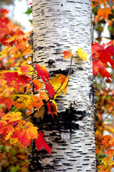 birch_red_leaves